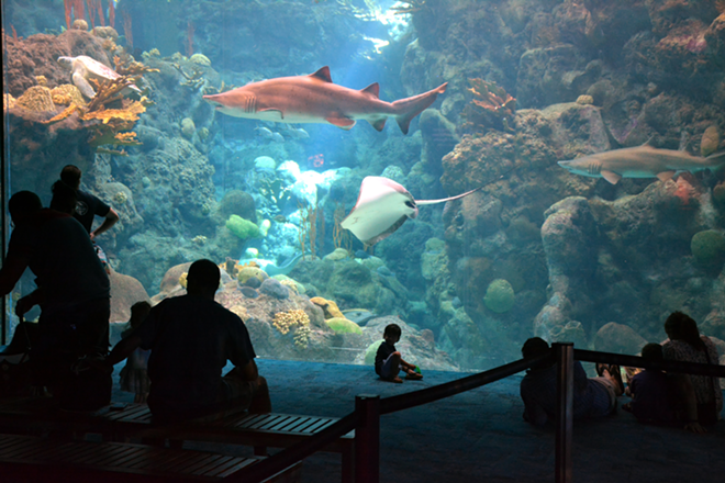 Florida Aquarium - Walter, via flickr