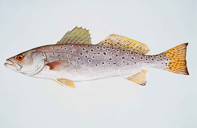 Speckled trout can be found in St. Pete's saltwater lakes. - WIKIMEDIA COMMONS