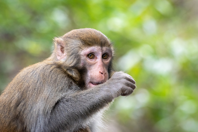 Rhesus macaque - Photo via Adobe Images