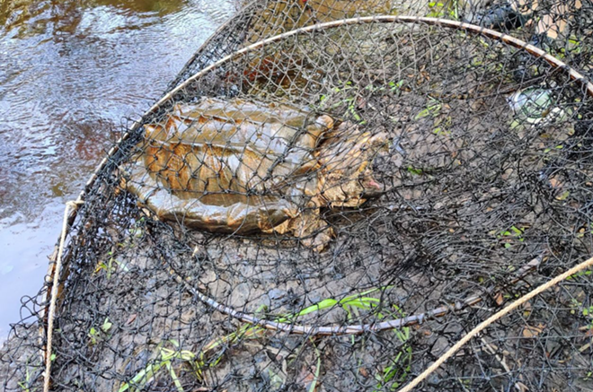 Florida researchers captured a 100-pound alligator snapping turtle