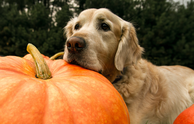 Pumpkin sales benefit dogs and cats at Humane Society Tampa Bay