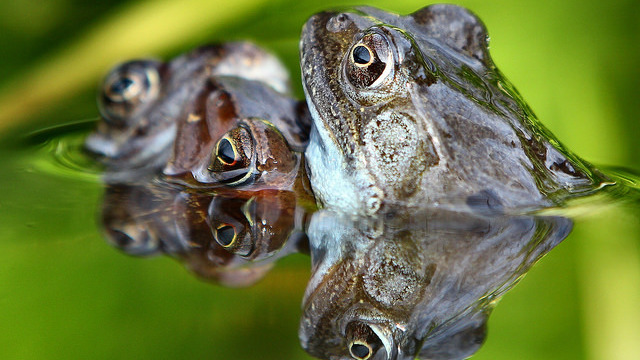 Either that or you like frogs. - FUNK DOOBY VIA FLICKR