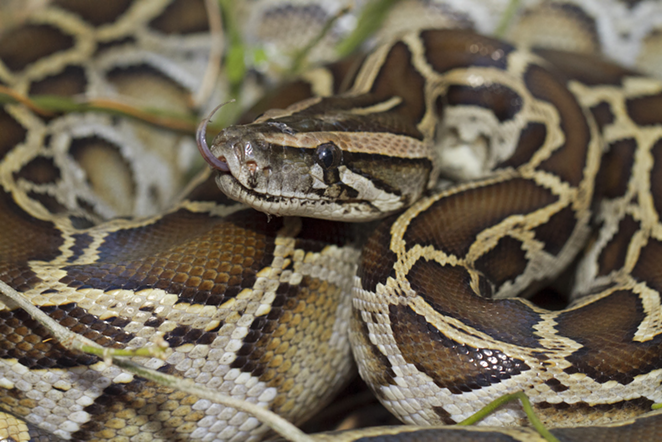 A Florida family fought a 16-foot, 300-pound Burmese python in their yard