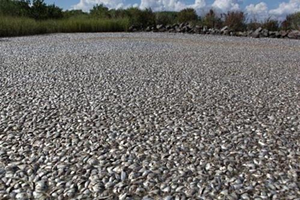 A massive fish kill near the Venice shipping canal in Louisiana, at the mouth of the Mississippi River in 2010. While this fish kill took place the same year as the BP oil disaster, researchers have said they don't believe the oil was a factor in the dead zone that likely led to this fish kill. - Billy Nungesser/Flickr