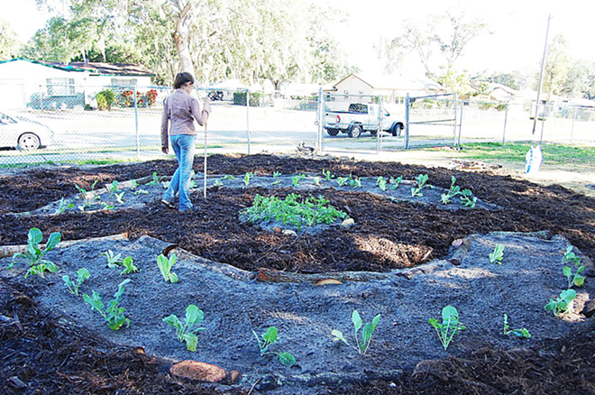 GROWING UP: Sanderlin IB’s garden built last year through the Edible Peace Patch Project. - EDIBLEPEACEPATCH.COM