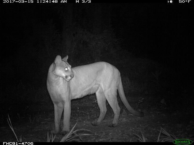The first female panther found north of the Caloosahatchee River since 1973. - Florida Wildlife and Conservation Commission