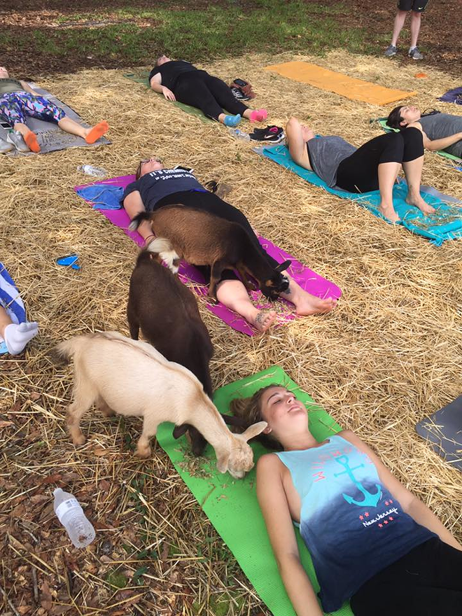This looks pretty awesome, wouldn't you say? - via Goat Yoga Tampa