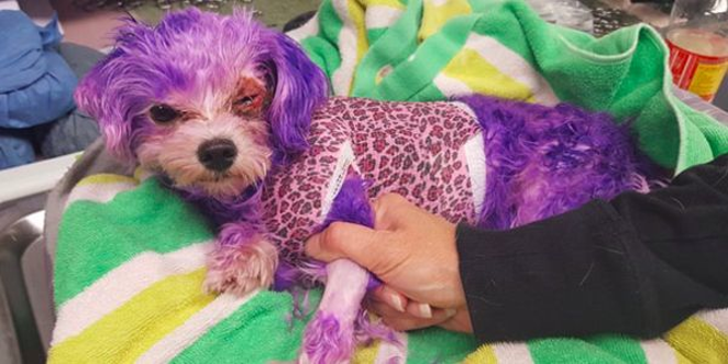 Violet, pictured here, suffered from severe chemical burns and swelling after someone dyed her fur purple. Animal welfare advocates say they would like to see whoever did get caught and prosecuted. - Pinellas County Animal Services