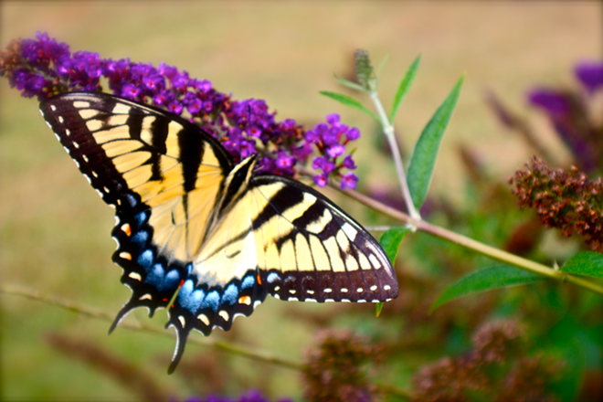 Butterfly garden - CMY/Creative Commons