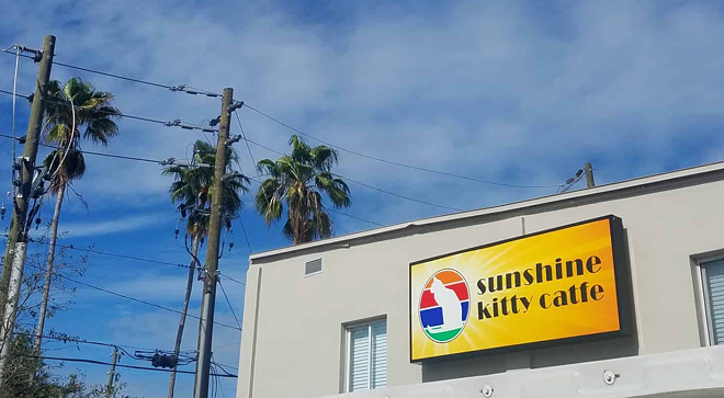 St. Pete's first cat cafe Sunshine Kitty will open soon, but it needs your help