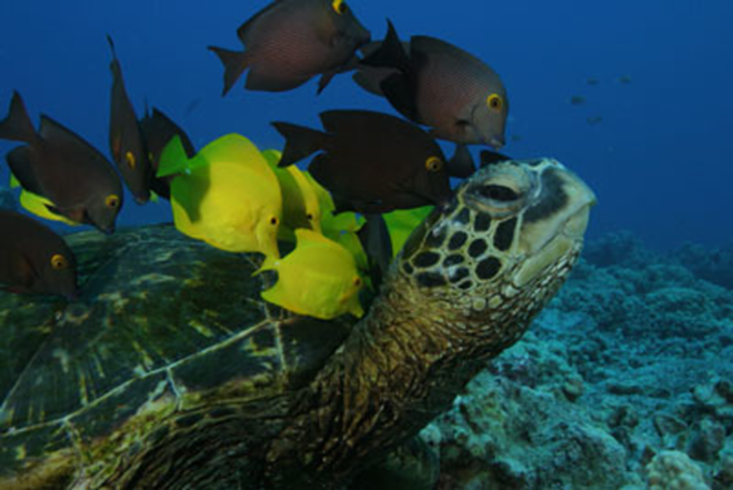 Reef fish eating algae off a green sea turtle's shell in Deep Sea - © 2005 Warner Bros. Entertainment Inc.
