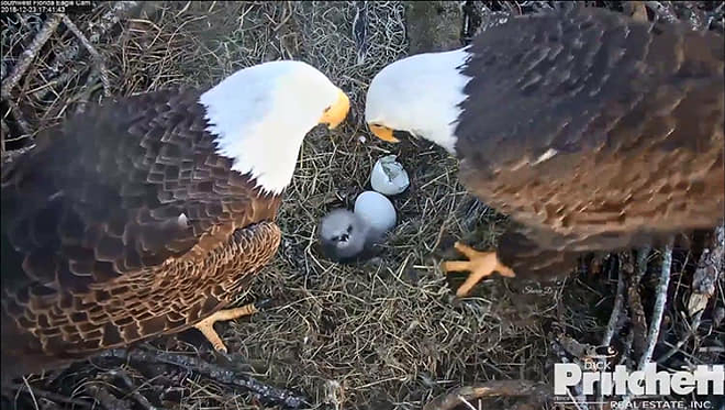 Watch the live eagle cam in Southwest Florida with us to await the final hatchling! - via Dick Pritchett Real Estate/Facebook