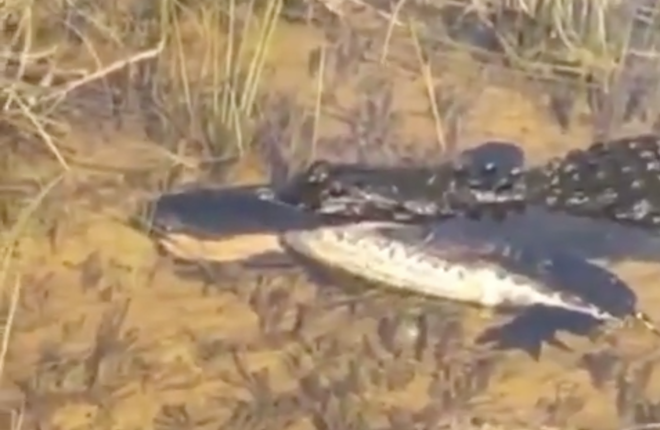 Video shows a Florida gator chewing on a Burmese python like a very good boy