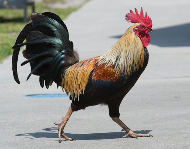 HENTROPY: Some call them charming, but other Yborians liken the exploding rooster population to street gangs. - Chip Weiner