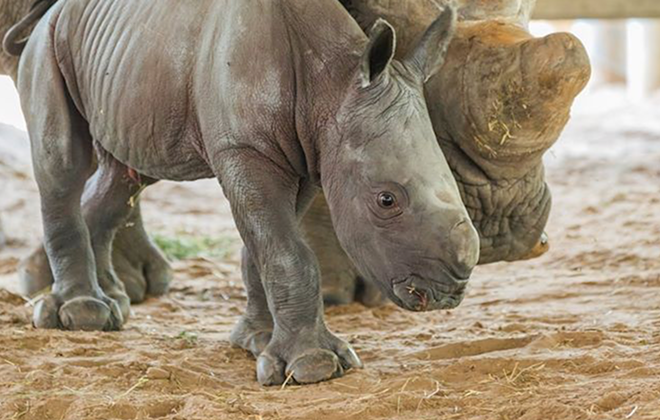 ZooTampa just welcomed a new endangered baby white rhino