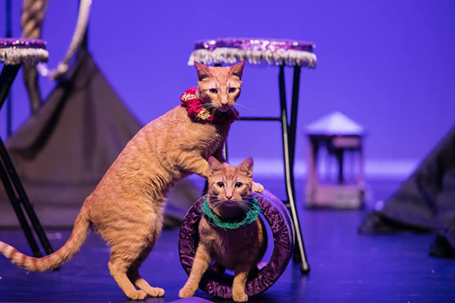 Amazing Acro-Cats start two-week Tampa Bay residency this weekend