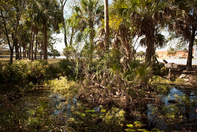 Tampa, Florida's Ulele Springs’ secondary pool island before restoration. - Rick Kilby