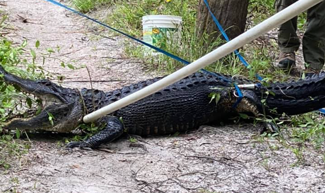 The captured female alligator. - Photo via Martin County Sheriff’s Office/Facebook