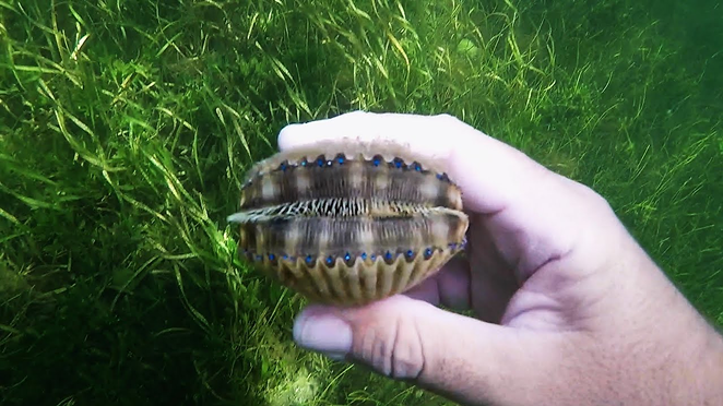 Scalloping, sometimes described a mix of fishing, snorkeling, and treasure hunting, will be running from July 1-September 24 in Crystal River and Homosassa in Citrus County. - Justin Whaley/YouTube