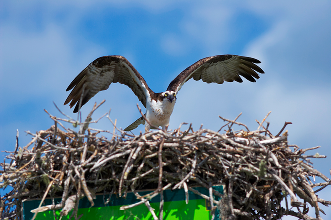 Once again, the FWC would like the osprey to be Florida's state bird