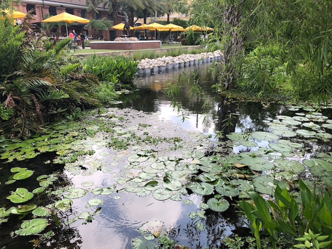 Tampa, Florida's Ulele Springs’ secondary pool island after restoration. - Amanda Hagood