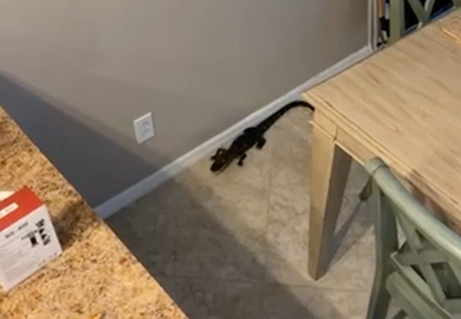 Tampa Bay woman finds hissing baby gator in kitchen