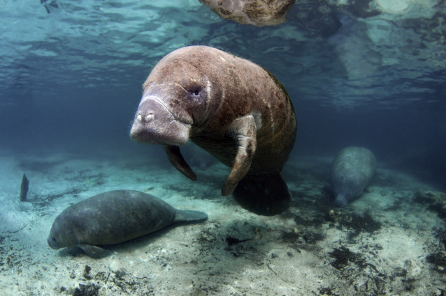Feds will now investigate why so many Florida manatees are dying