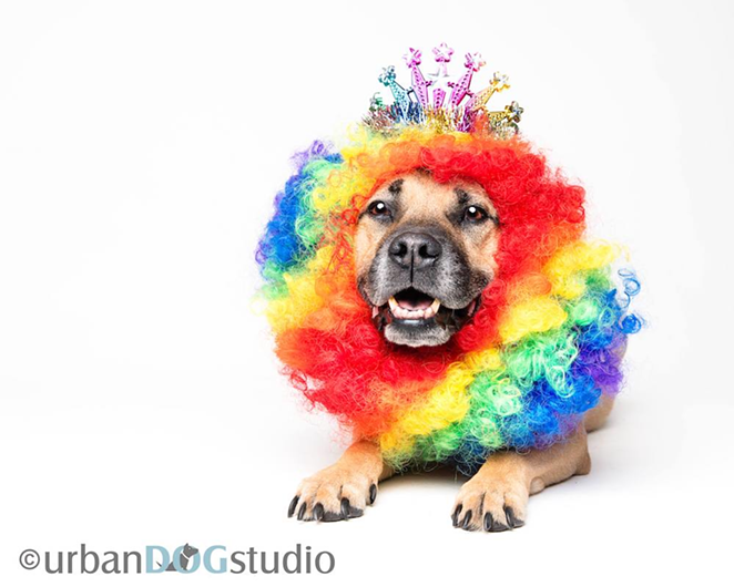 Urban Dog Studio’s Prideful Pet costume contest is at 7 p.m. - Urban Dog Studio