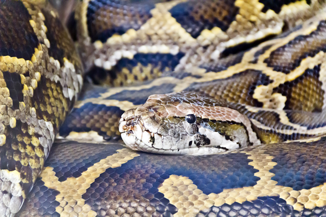 A recently captured 185-pound Burmese python may be a new Florida record