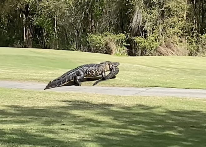 Video shows massive Central Florida alligator named 'Grandpappy' eating smaller gator