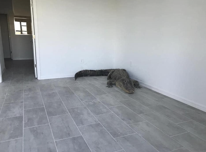 A 12-foot alligator was hiding in a just-sold Florida home