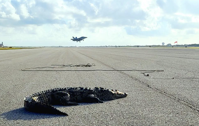 A Florida crocodile 'refused to budge,' and shut down a Navy airfield runway
