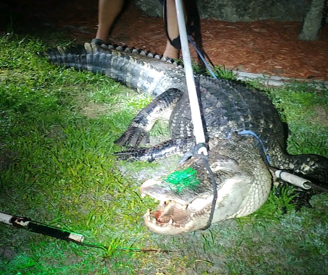 'Always check your pool': Florida family finds 500-pound gator in swimming pool (3)