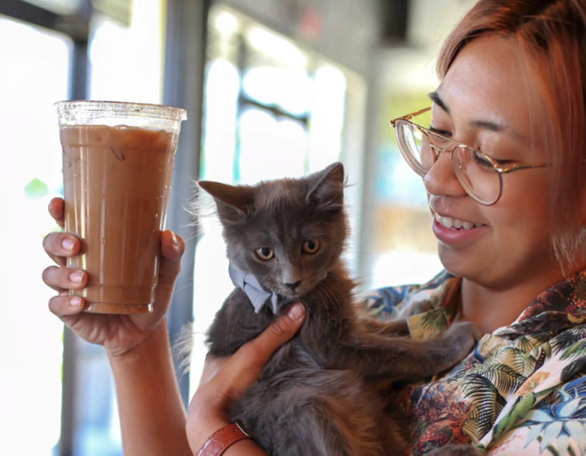 South Tampa’s soon-to-open "Cats & Caffeine" is a lounge and cafe with a cause. - Photo via catscaffeine/Facebook
