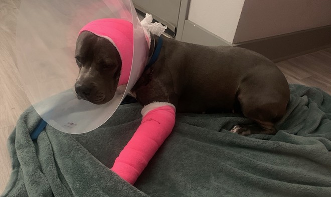 Nala recovering from injuries after being shot by TPD. - Rachel Robledo