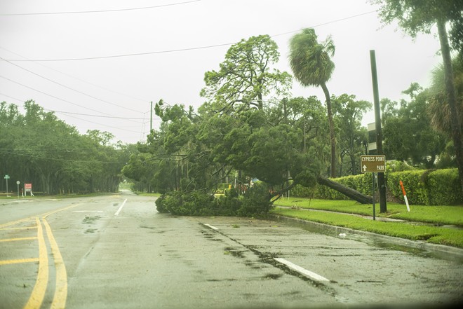 A downed tree near Cypress Point Park in Tampa, Florida on Sept. 22, 2022. - Photo by Ash Dudney