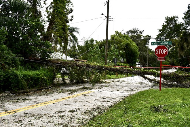 A tree wrapped in a downed power line the day after Hurricane Ian passed Tampa. - Justin Garcia