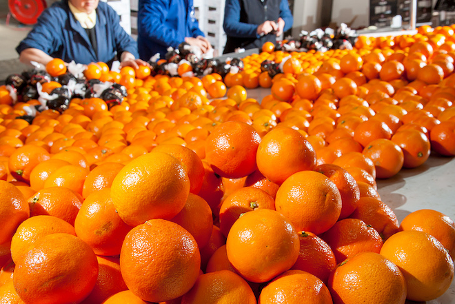 Florida citrus growers face a 'gamut of damages' from Hurricane Ian