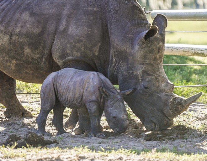 Busch Gardens Tampa names new baby rhino 'Viazi,' which means potato