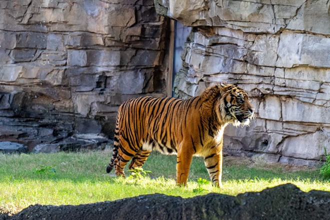 Busch Gardens Tampa Bay welcomes Bandar, the park's first critically-endangered Sumatran tiger (3)