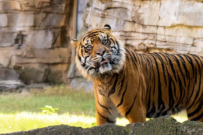 Busch Gardens Tampa Bay welcomes Bandar, the park's first critically-endangered Sumatran tiger (4)