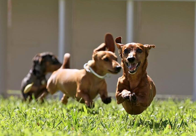 Get Rescued's Weiner Dog Derby is a big draw. - PHOTO VIA FLORIDA WIENER DOG DERBY