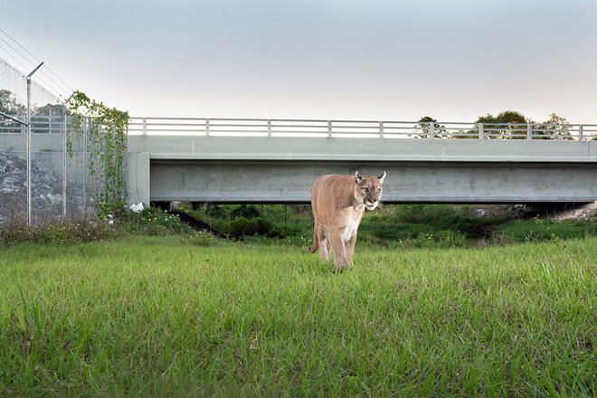 A male Florida panther travels beneath a wildlife underpass to avoid traffic on State Road 80 near  LaBelle, Florida.  Panthers once roamed throughout the connected habitat across the entire southeastern United States. Now, only a small population, the last pumas east of the Mississippi river, survives in the fragmented Florida landscape.  Road crossings are the leading cause of mortality for panthers. Underpasses like this one and an innovative movement to protect wildlife corridors represent the last best hope for survival of the species. - Photo by Carlton Ward Jr.