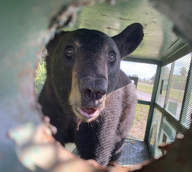 After FWC’s two failed attempts to tranquilize the bear, it entered the trap set up at Tampa International Airport. - Photo c/o Tampa International Airport