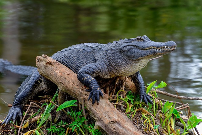 Central Florida spring temporarily closed after alligator bites snorkeler