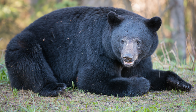 A black bear. - Photo via Adobe