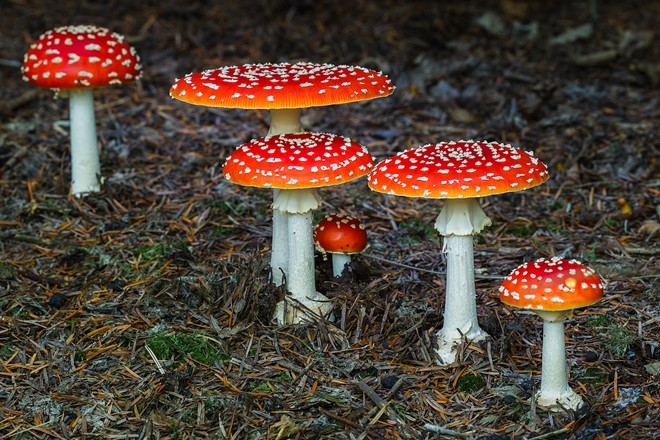 Amanita muscaria is a culturally iconic mushroom. - Photo by Konstantins Pobilojs/Adobe