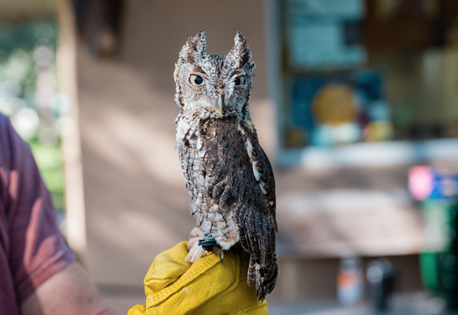 An Eastern Screech Owl at Boyd Hill Nature Preserve in St. Petersburg, Florida. - Photo via St. Petersburg Parks & Recreation/Facebook