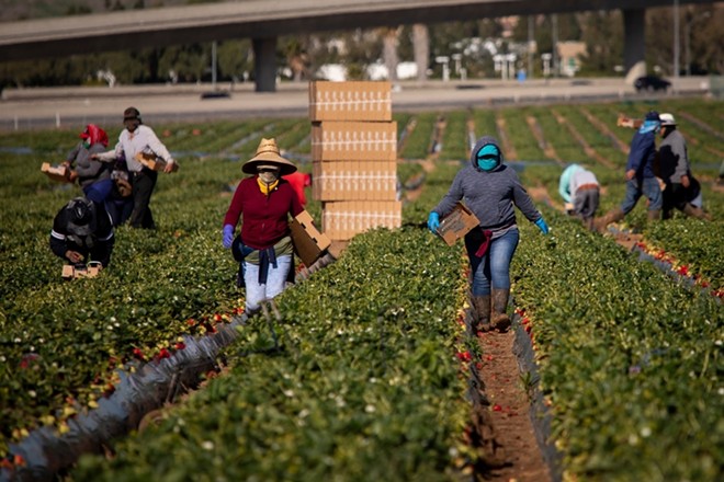 Amid labor shortage, DeSantis vetoes agriculture housing bill over fears it might help 'illegal alien workers'