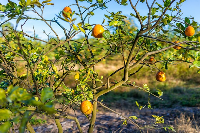 'We just really need to make it through this year': Despite slump, Florida citrus growers say they're optimistic about the future